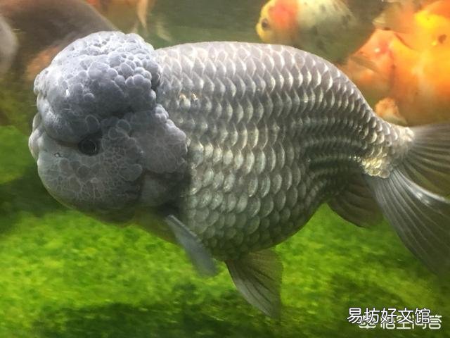 如何让金鱼泥盆里的水变清澈?