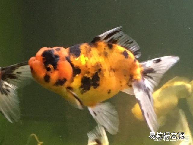 如何让金鱼泥盆里的水变清澈?