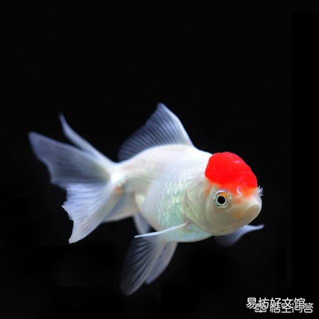 如何让金鱼泥盆里的水变清澈?