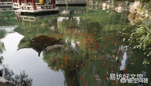 什么是古法养鱼?