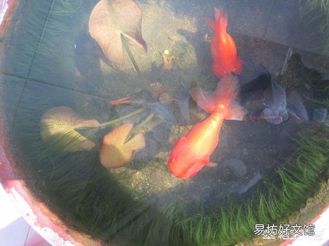什么是古法养鱼?
