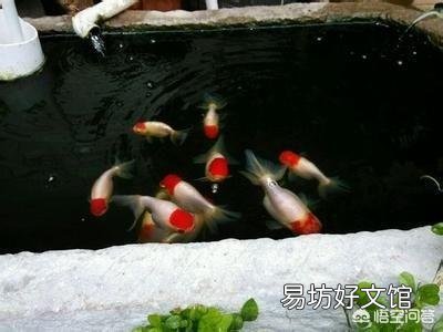 什么是古法养鱼?