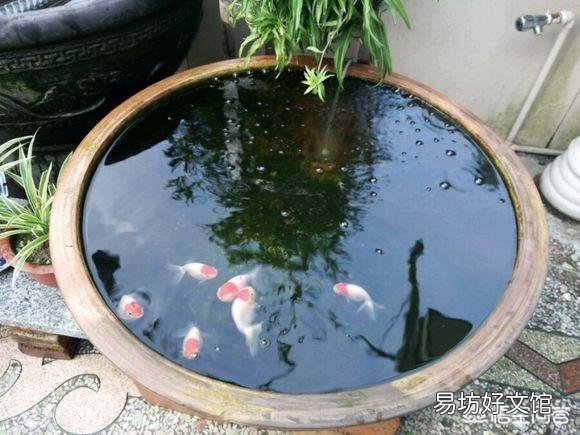 什么是古法养鱼?
