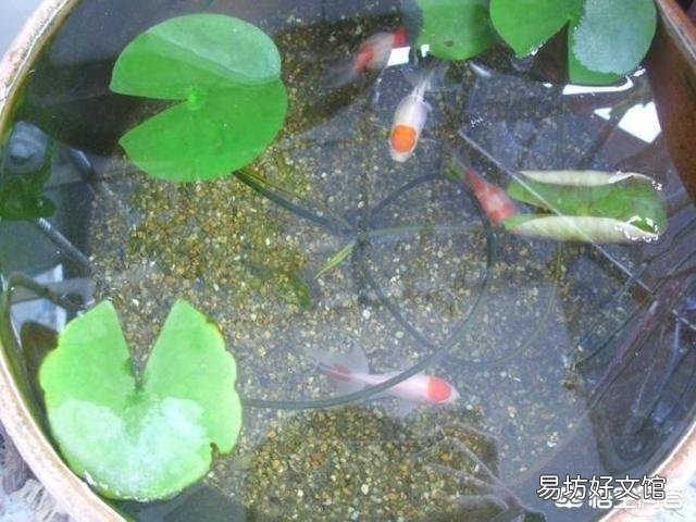 什么是古法养鱼?