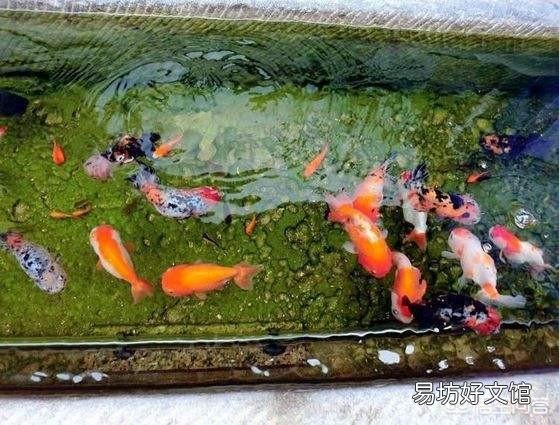什么是古法养鱼?