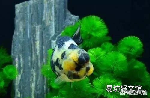 鱼缸的水色发黄，我们是否可以长期使用活性炭？