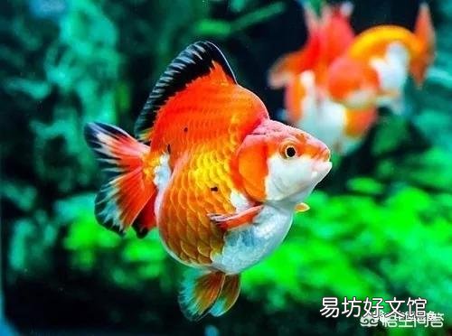 鱼缸的水色发黄，我们是否可以长期使用活性炭？