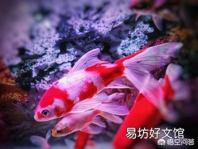 金鲫鱼这几天没有以前活泼是怎么回事？