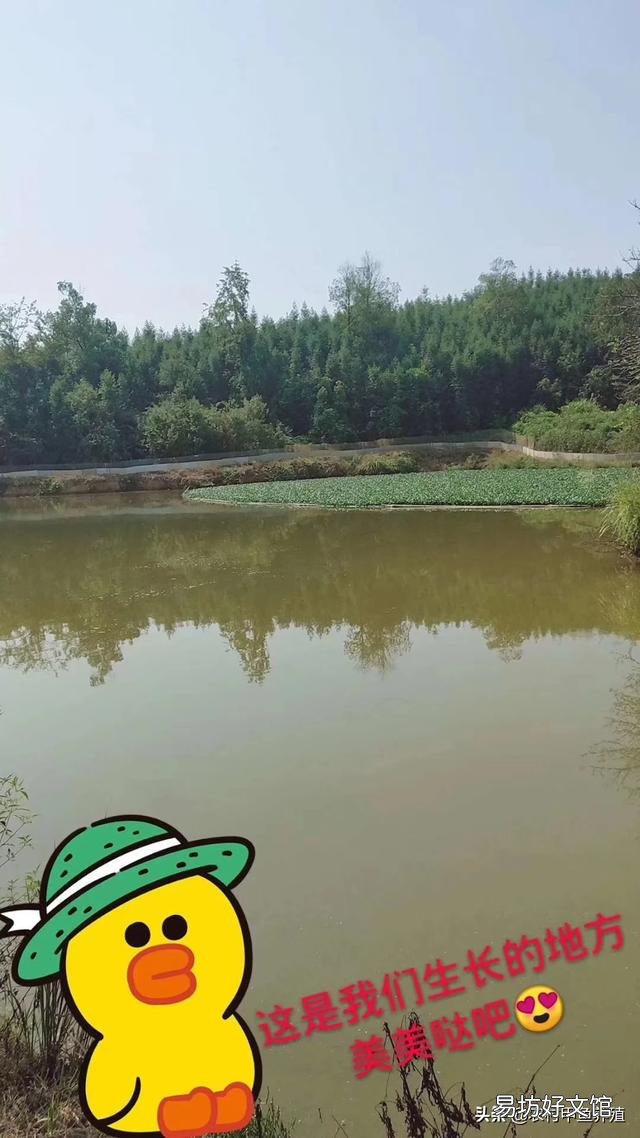 水葫芦有毒的吗，可以喂鹅吗？饲养鹅，需要注意什么？