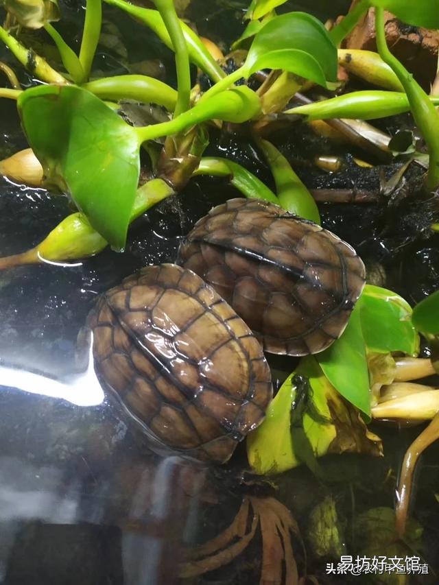 水葫芦有毒的吗，可以喂鹅吗？饲养鹅，需要注意什么？