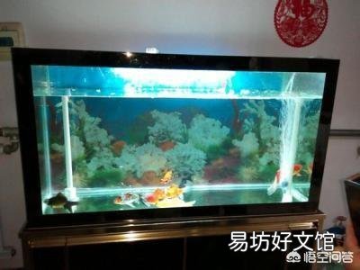 家用自来水如何处理才能加入到观赏鱼缸中?