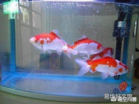 家用自来水如何处理才能加入到观赏鱼缸中?