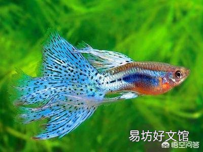 家用自来水如何处理才能加入到观赏鱼缸中?