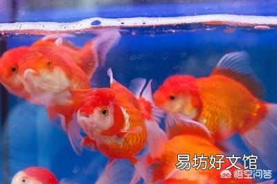被挖去眼睛的鱼还有救吗?