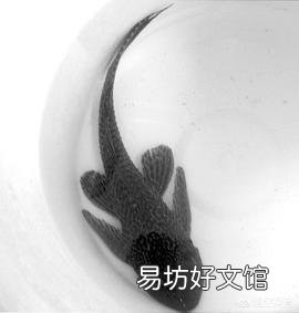 清道夫真的干不死嗎？