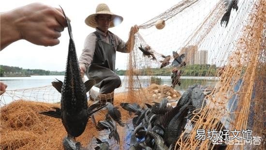 清道夫真的干不死嗎？