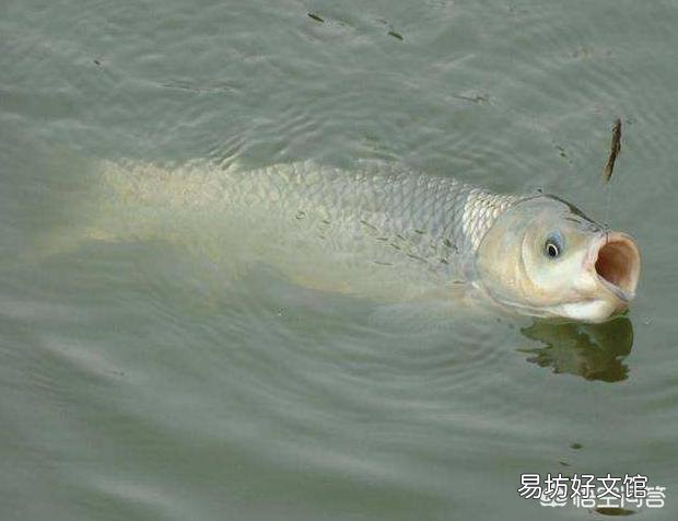 肥水养的鱼食用安全吗？