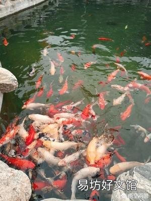 家里养的几条锦鲤,这几天不吃食还趴在鱼池底部,身上有很多红的出血点,怎么处理好呢?