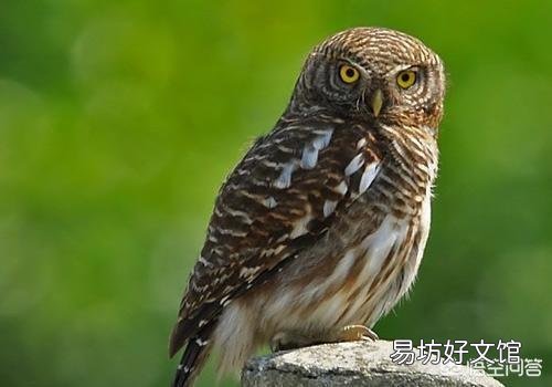 在农村常见的猫头鹰是一种益鸟，为什么有些人讨厌猫头鹰？
