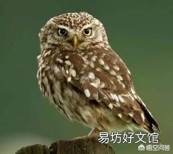 在农村常见的猫头鹰是一种益鸟，为什么有些人讨厌猫头鹰？