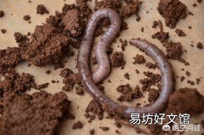 土蚯蚓可以喂锦鲤吗?