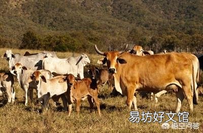 家里有人会医牛,想回老家养牛怎么样?