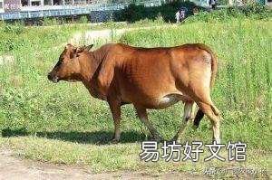 家里有人会医牛,想回老家养牛怎么样?