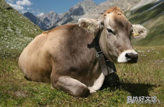 家里有人会医牛,想回老家养牛怎么样?