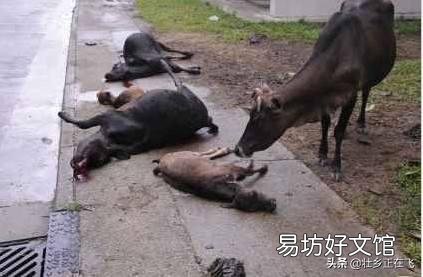 家里有人会医牛,想回老家养牛怎么样?
