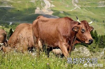 家里有人会医牛,想回老家养牛怎么样?