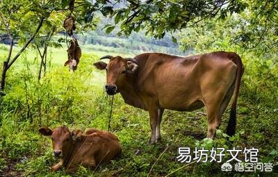 家里有人会医牛,想回老家养牛怎么样?