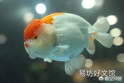 我家鱼缸底滤生很多蚊子,把水都放干能根治吗?