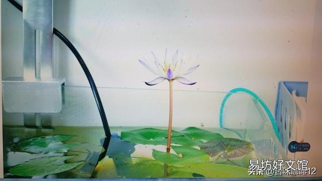 我有一个大桶种的睡莲,壁上也有青苔,就是养金鱼老死怎么办?我又不想用增氧机?