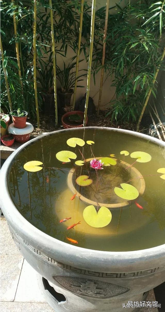 我有一个大桶种的睡莲,壁上也有青苔,就是养金鱼老死怎么办?我又不想用增氧机?