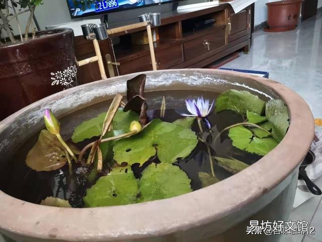 我有一个大桶种的睡莲,壁上也有青苔,就是养金鱼老死怎么办?我又不想用增氧机?