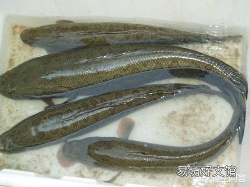 鱼池有黑鱼怎么办?