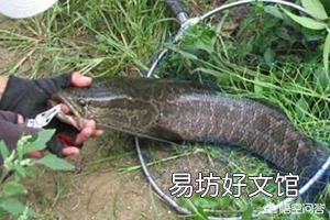 鱼池有黑鱼怎么办?