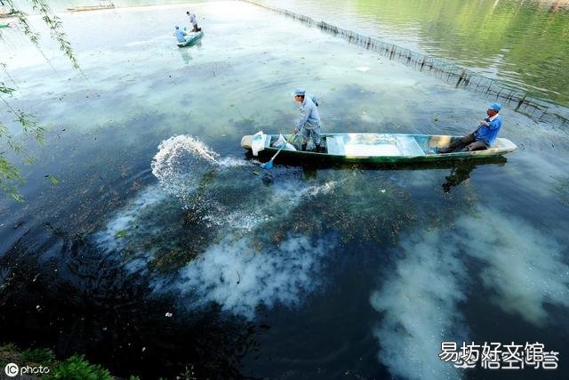 鱼塘消毒用什么代替生石灰比较好？