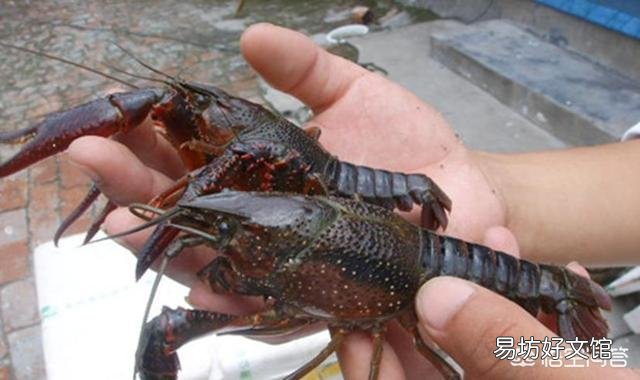 鱼塘消毒用什么代替生石灰比较好？