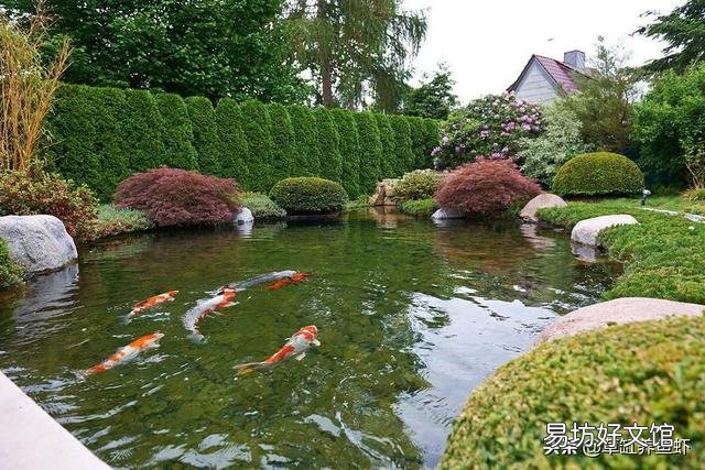山泉水養什么魚比較合適？