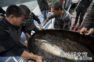 山泉水養什么魚比較合適？