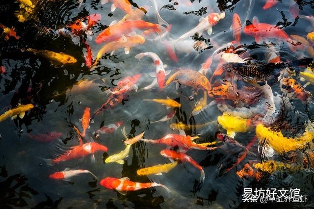 山泉水養什么魚比較合適？