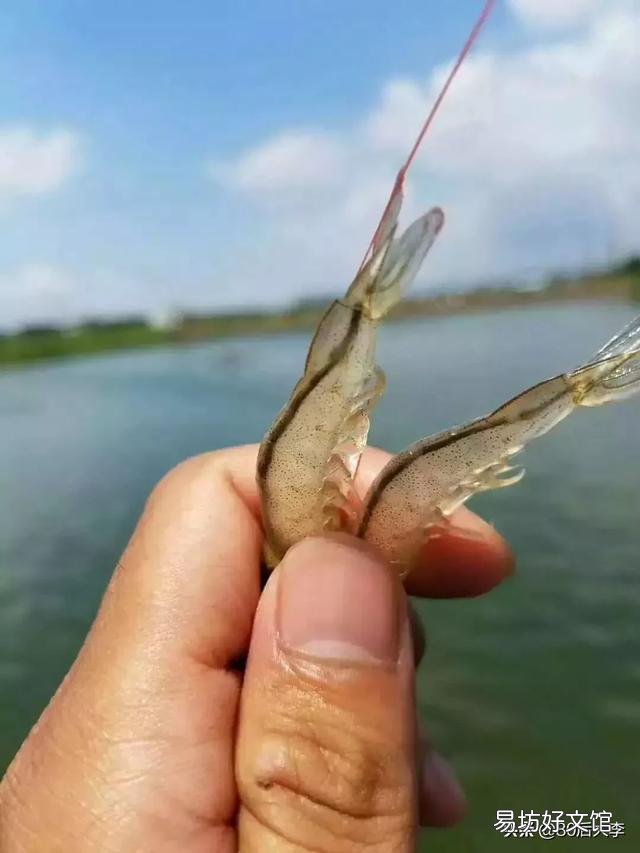 在网上哪里可以找到养南美对虾的技术?