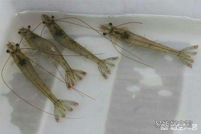 在网上哪里可以找到养南美对虾的技术?