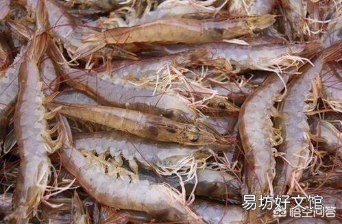 在网上哪里可以找到养南美对虾的技术?