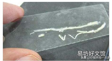 对虾白便是什么原因引起的?