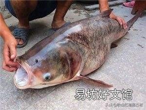 胖头鱼什么时候产卵?