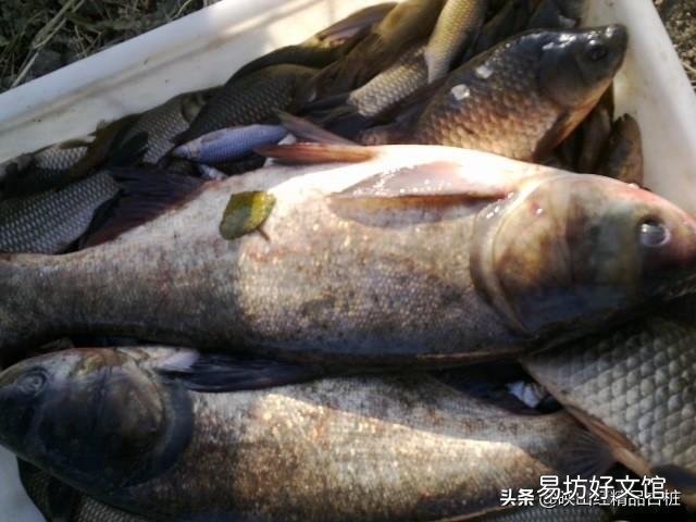 胖头鱼什么时候产卵?