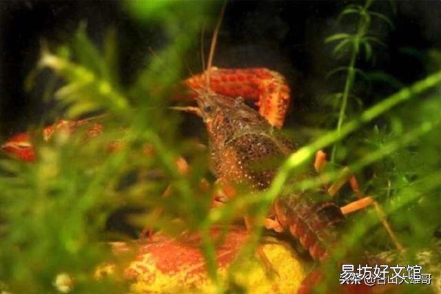 小龙虾池塘青苔多,对小龙虾生长发育有影响吗?