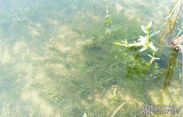 小龙虾池塘青苔多,对小龙虾生长发育有影响吗?